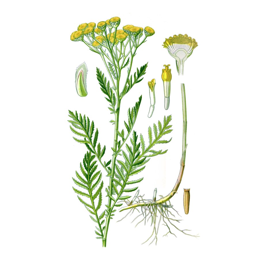 Пижма обыкновенная фармакогнозия