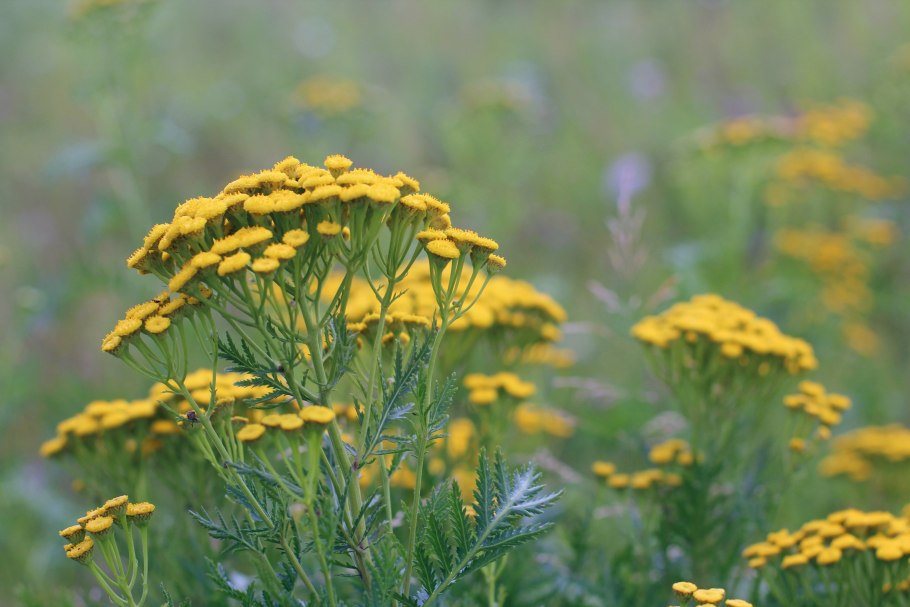 Пижма обыкновенная tanacetum vulgare
