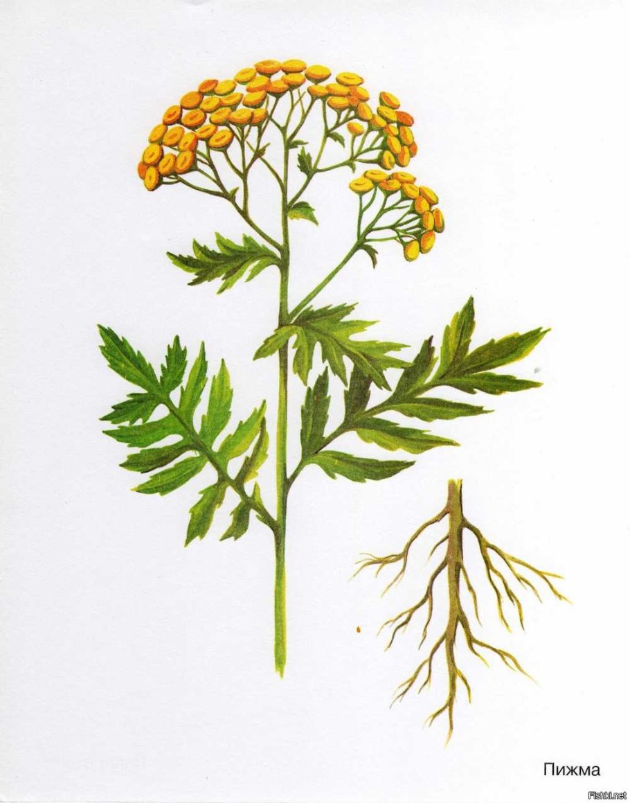 Пижма обыкновенная ботаника