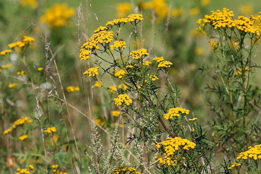 Пижма соцветие