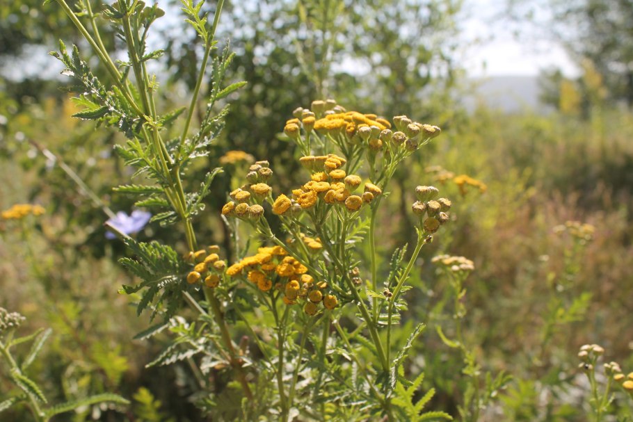 Пижма гербарий