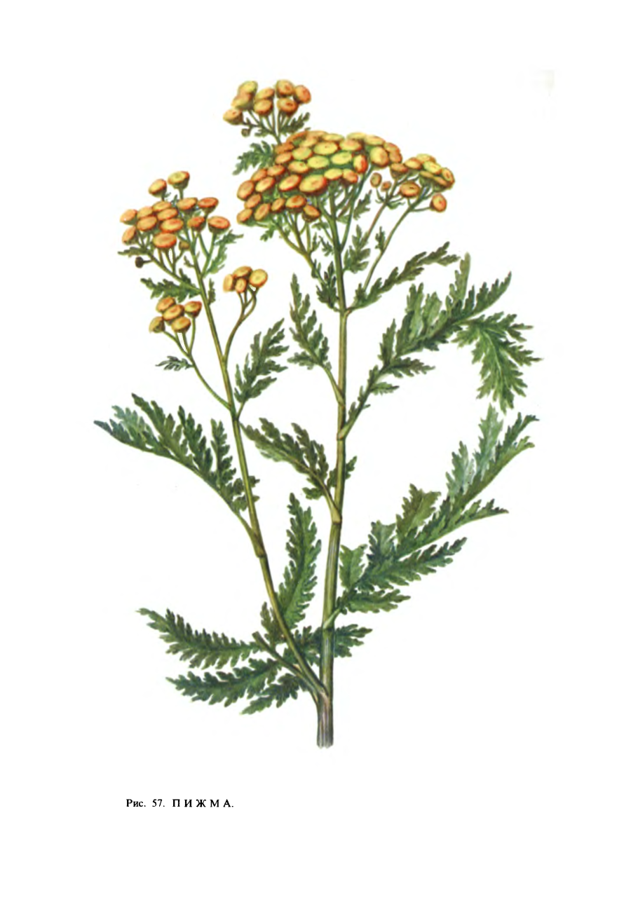 Пижма на прозрачном фоне