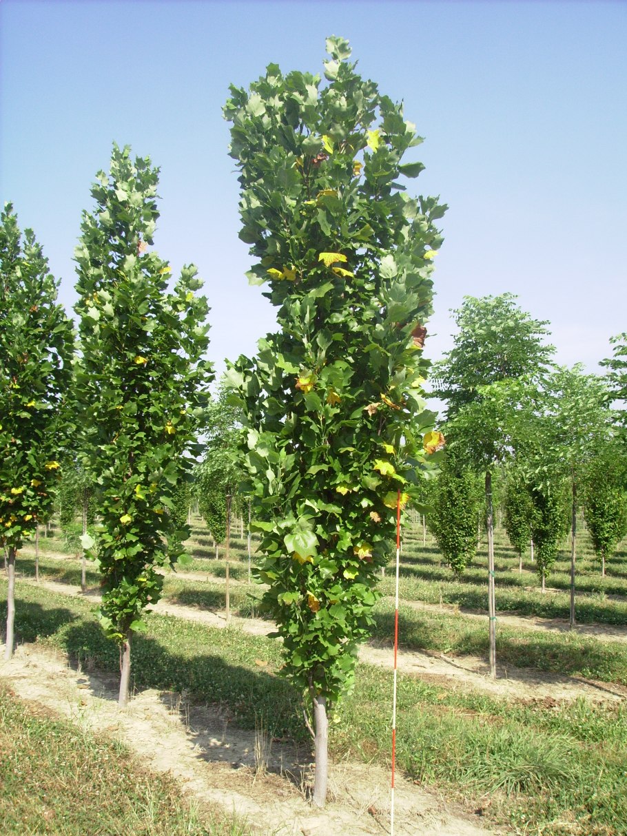 Тюльпановое дерево Фастигиата