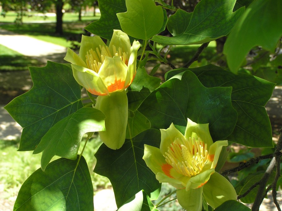 Liriodendron chinense дерево