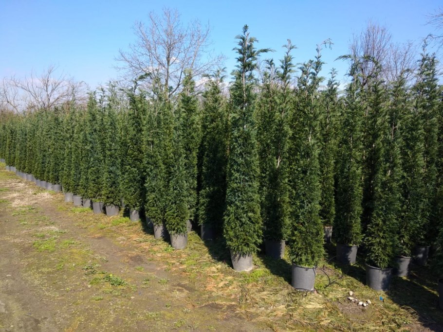 Лириодендрон китайский Liriodendron chinense