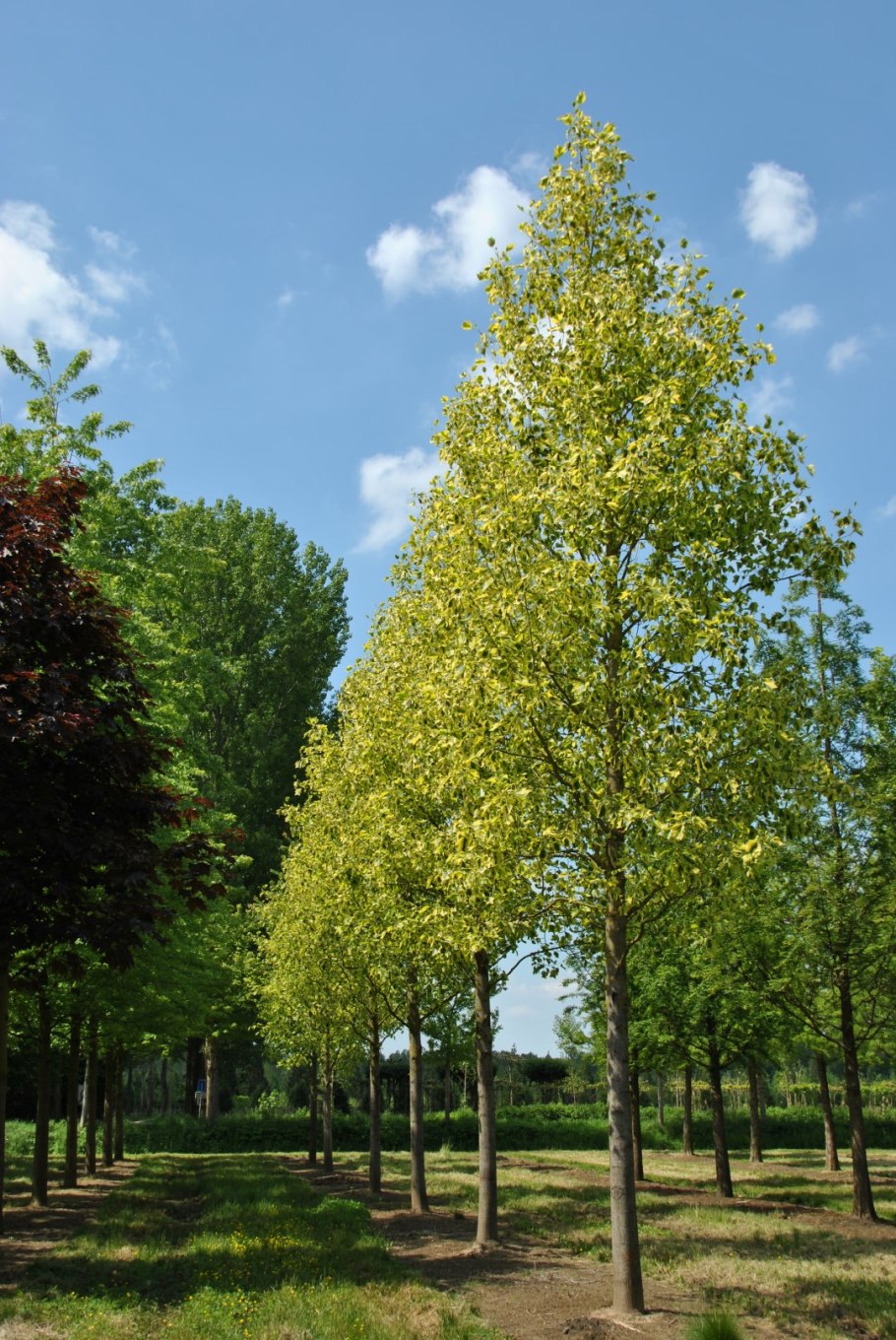 Лириодендрон тюльпанный