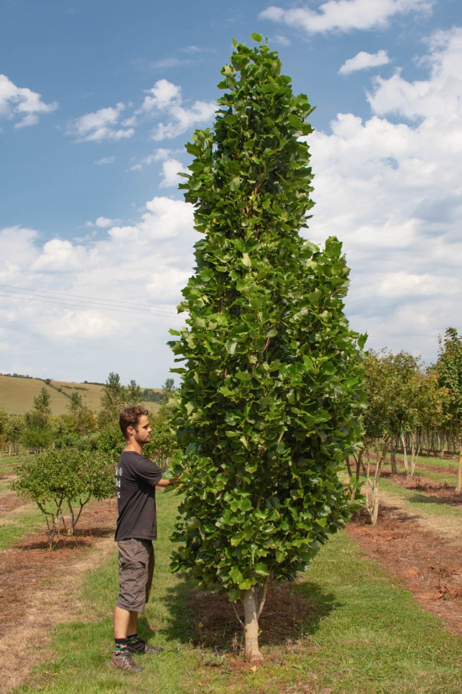 Тюльпанное дерево Лириодендрон китайский
