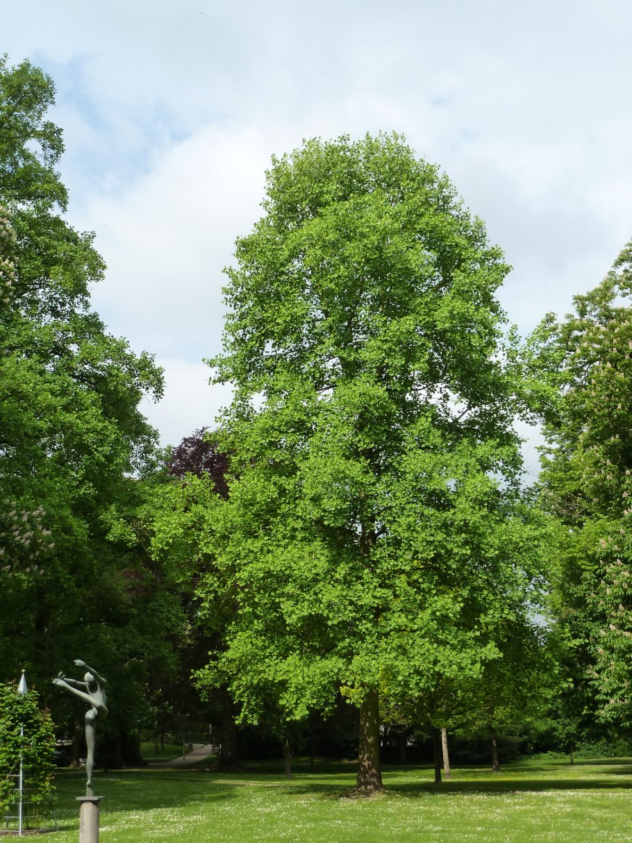 Liriodendron tulipifera fastigiatum