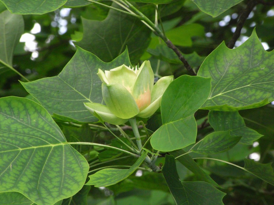 Liriodendron tulipifera тюльпановое дерево