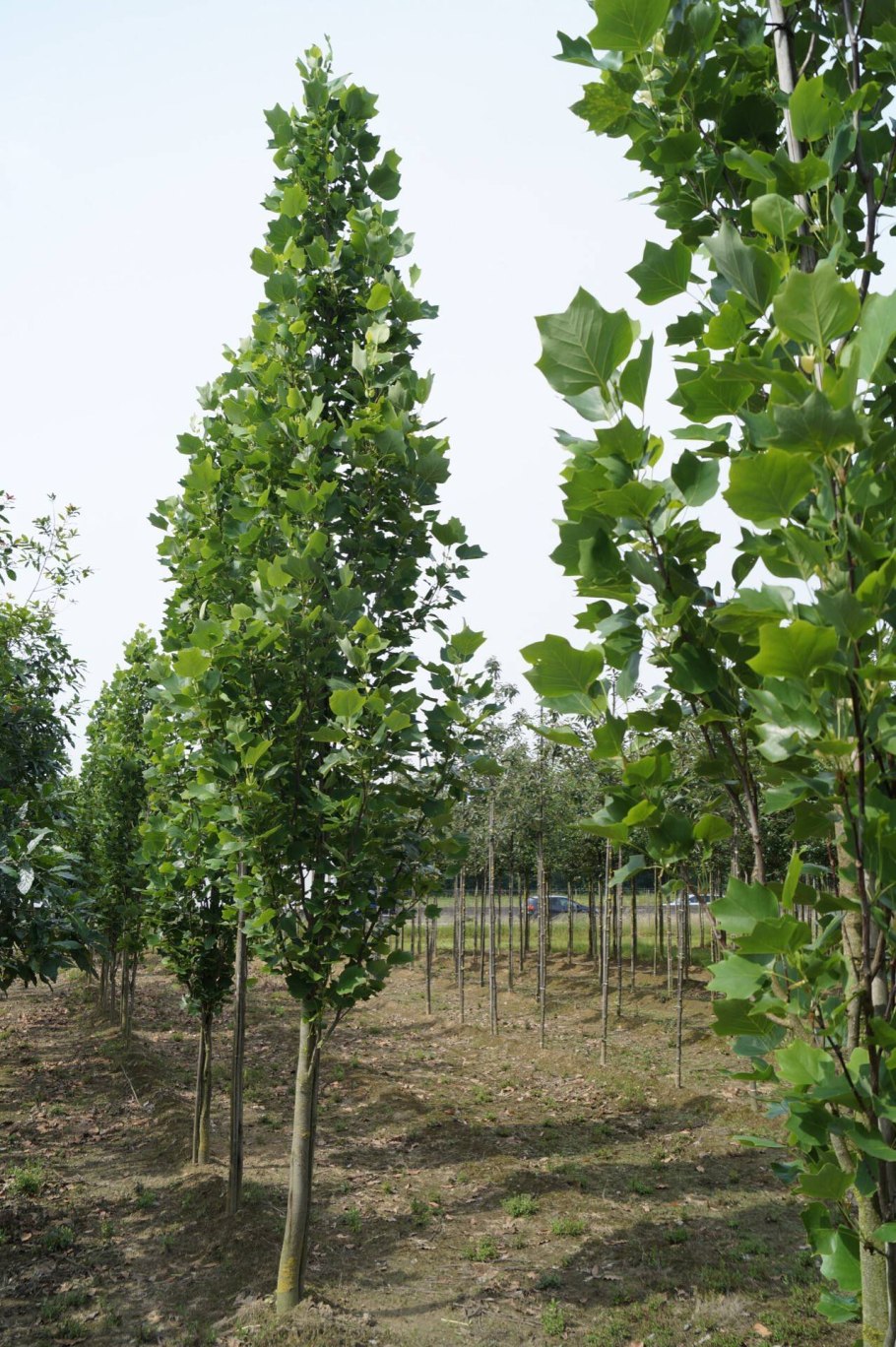 Тюльпановое дерево Фастигиата
