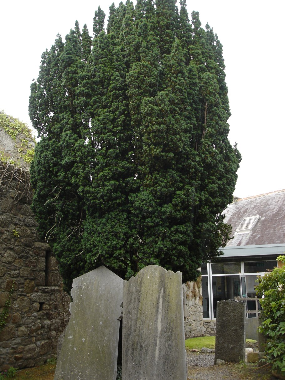 Лириодендрон в Туапсе