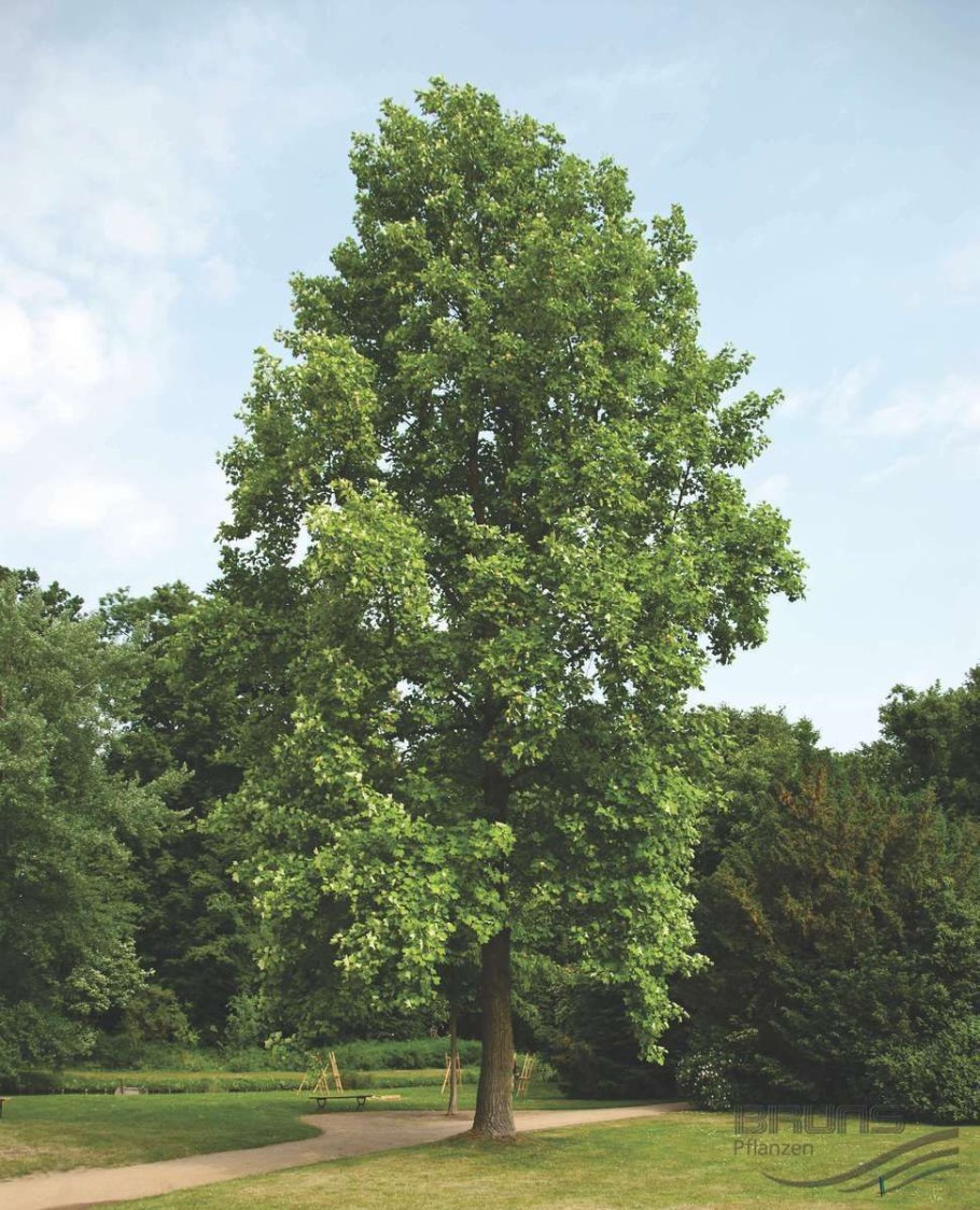 Liriodendron tulipifera Leaf
