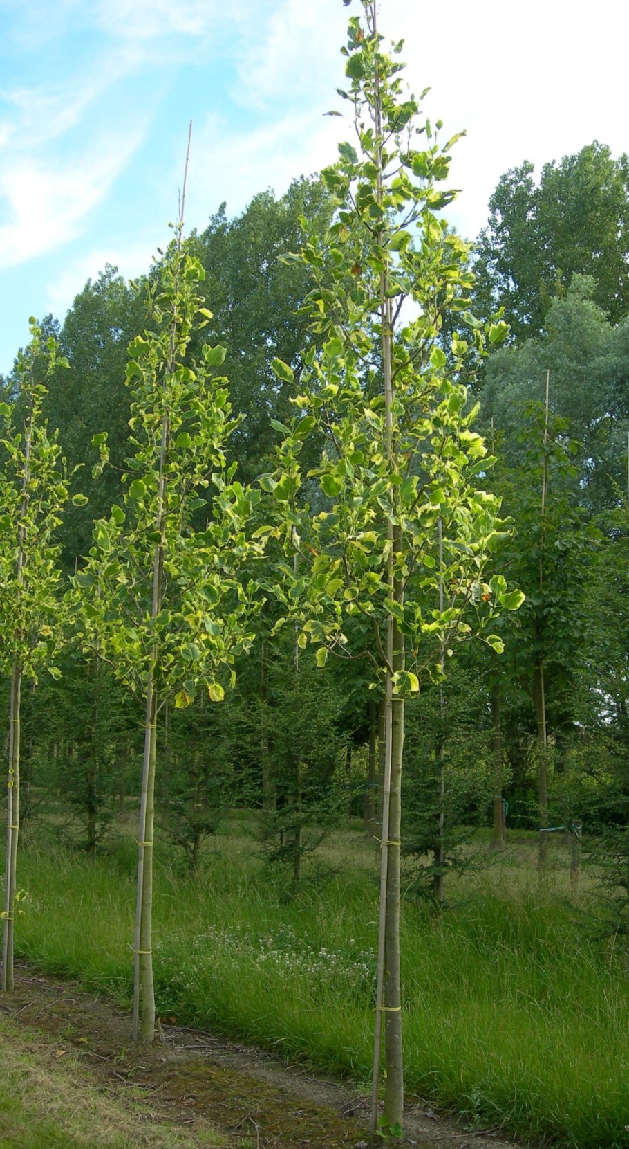 Лириодендрон Тюльпановый Liriodendron tulipifera