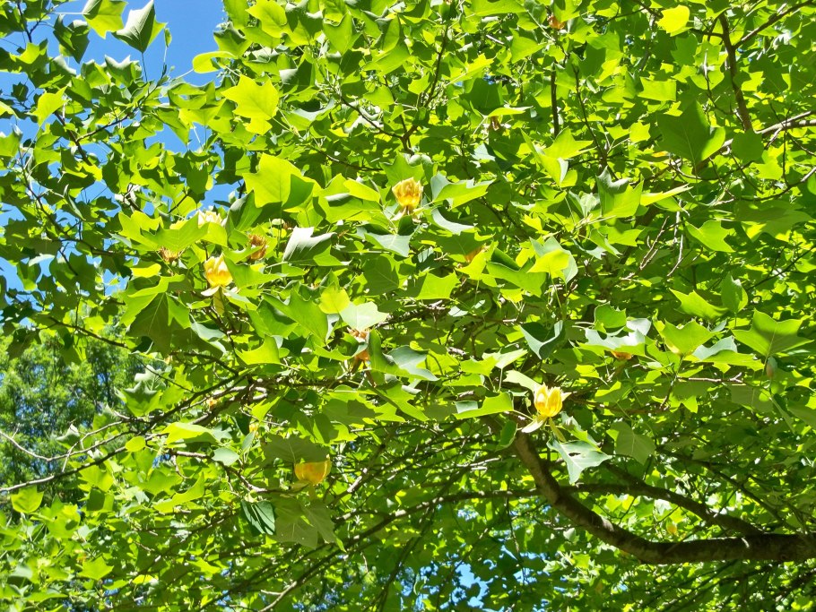 Лириодендрон в Подмосковье