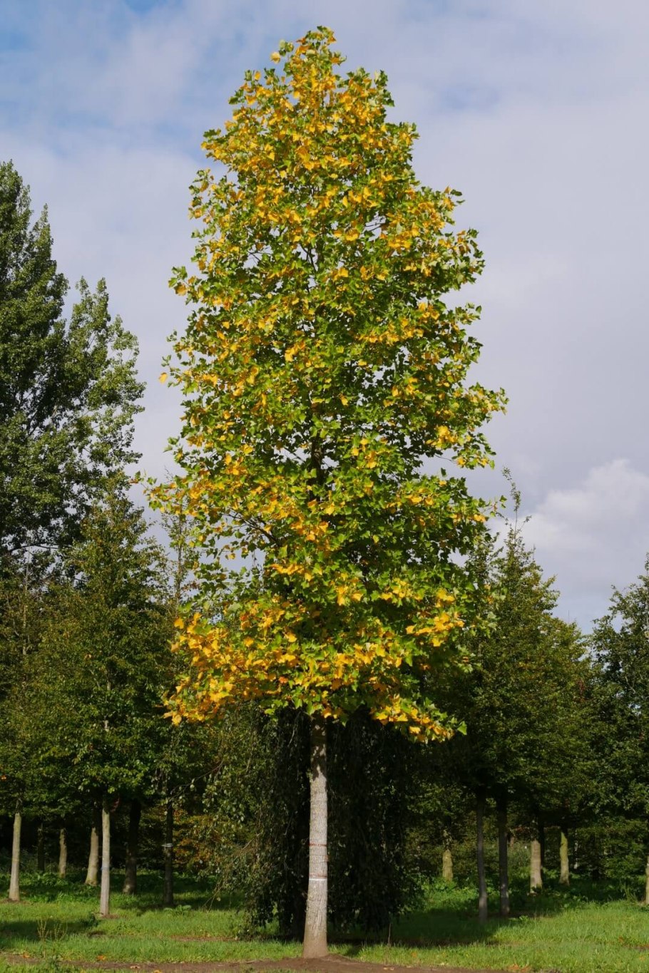 Слива Фастигиата