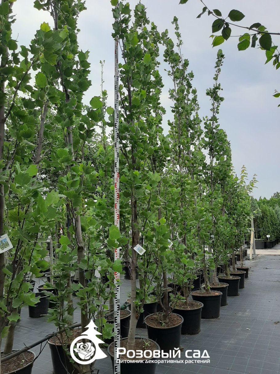 Купрессоципарис Лейланда Пирамидалис