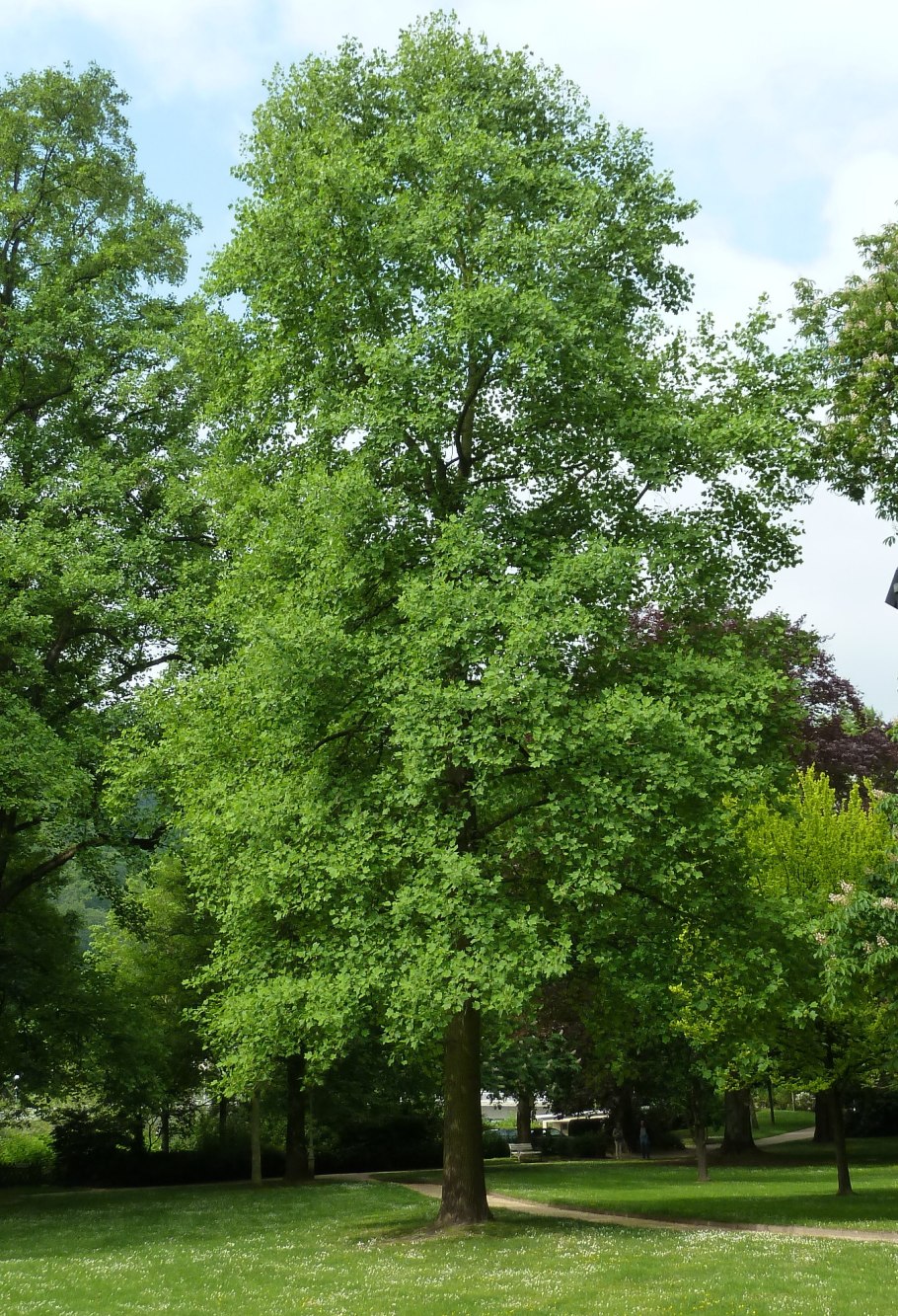 Лириодендрон китайский Liriodendron chinense