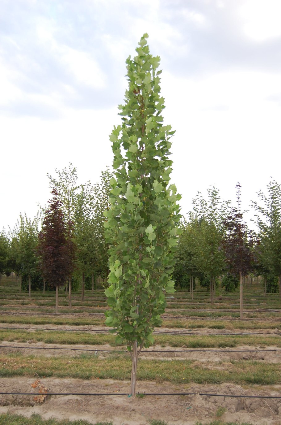 Лириодендрон Тюльпановый