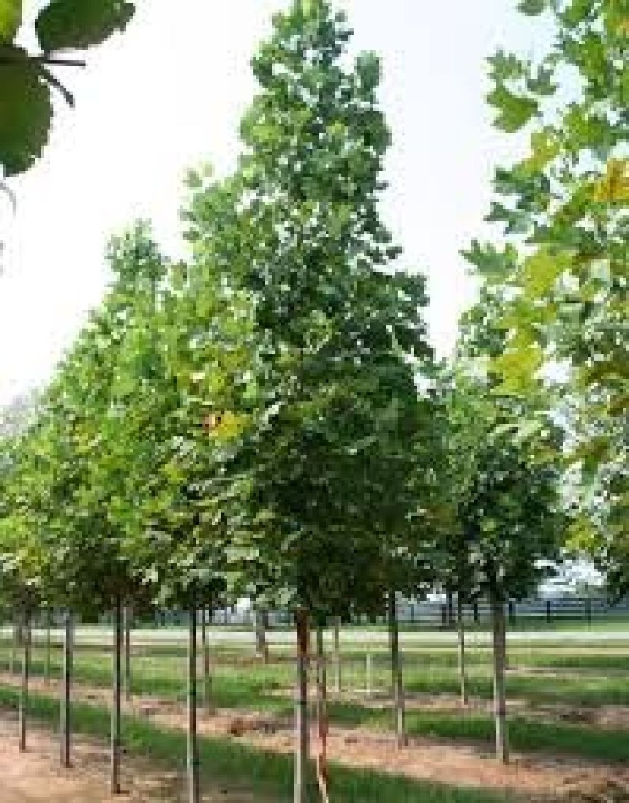 Тюльпановое дерево Лириодендрон