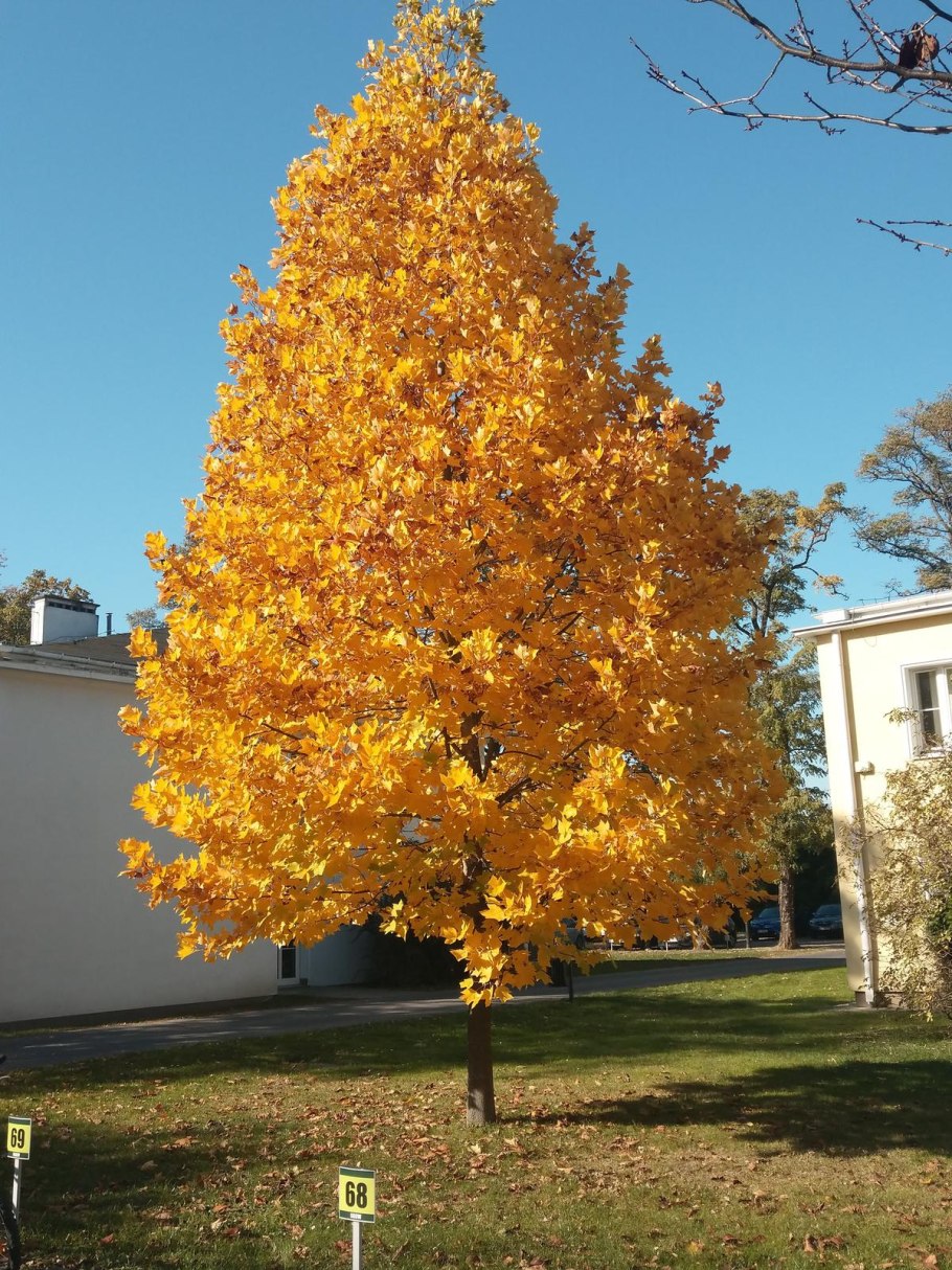 Лириодендрон Тюльпановый дерево