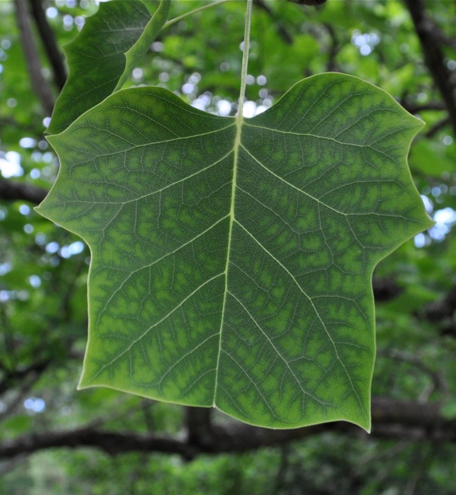 Liriodendron chinense