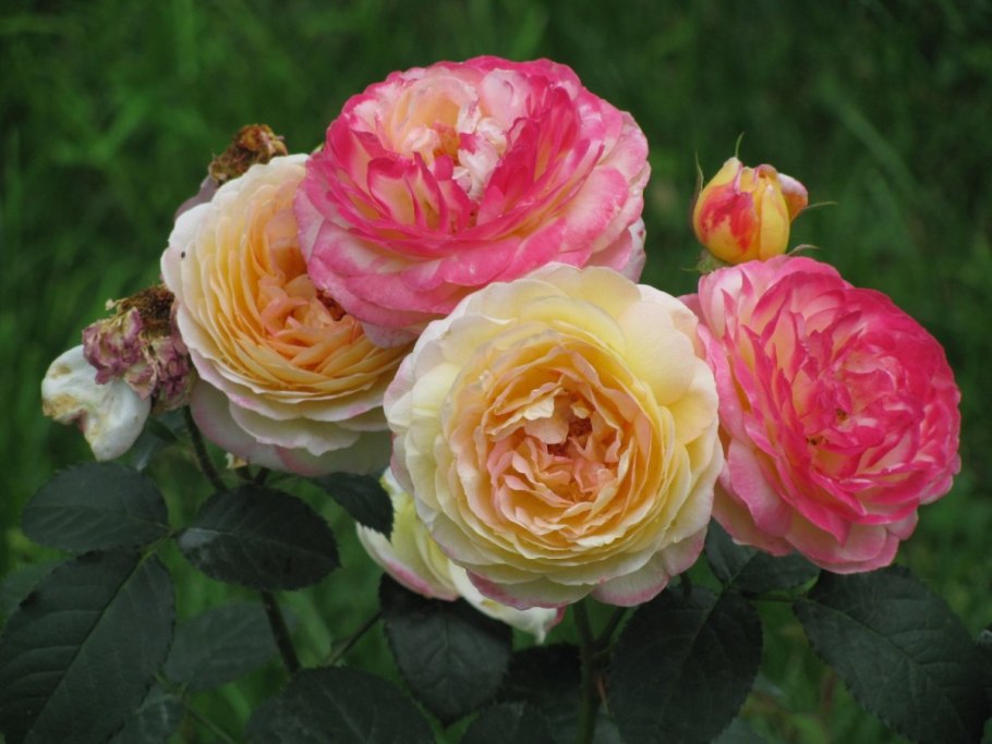 Роза Остина Воллертон Олд Холл