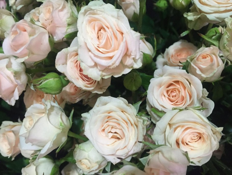 Роза Касабланка фото и описание отзывы