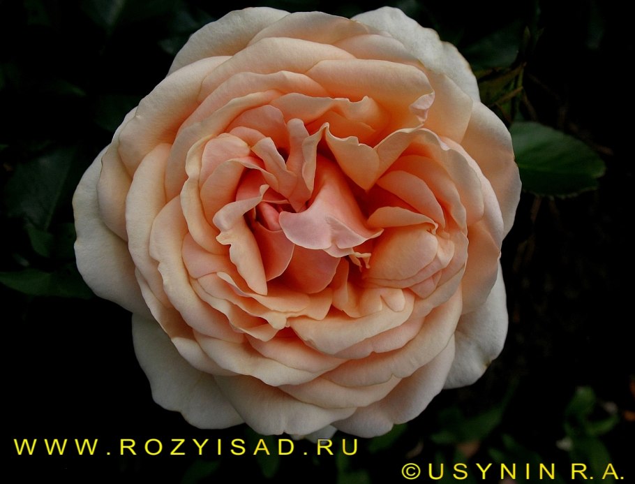 Роза сент оф Вумен