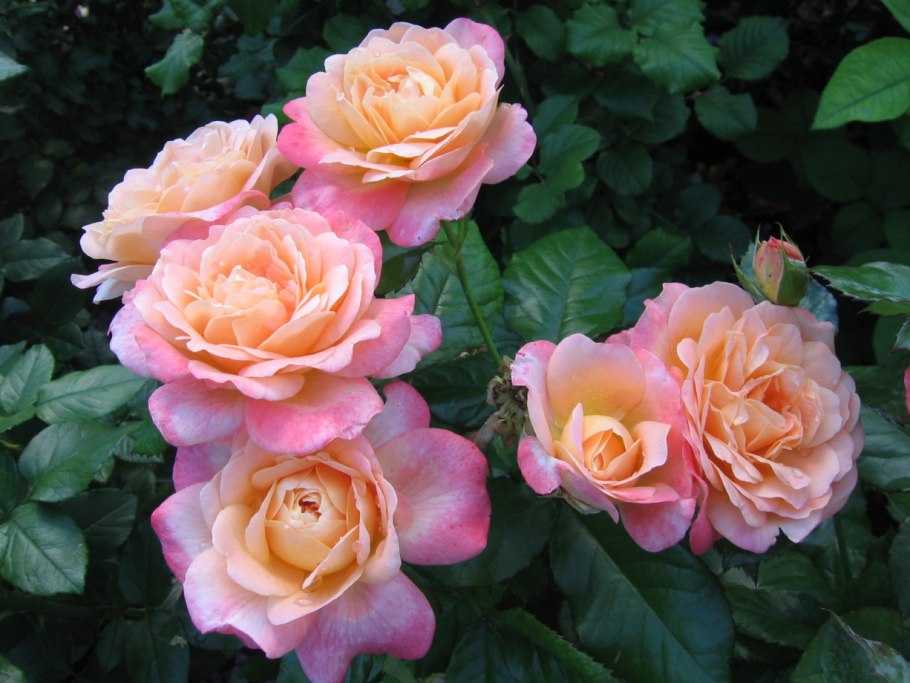 Роза Йорс Континент