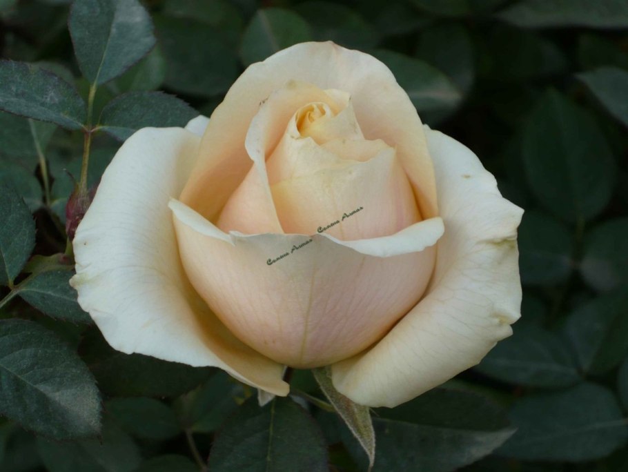 Флорибунда Стефани Баронин