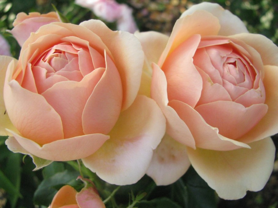 Флорибунда Йорс Континент френдшип