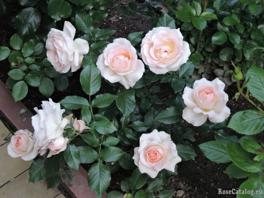 Динамит френдшип талия Примадонна роза