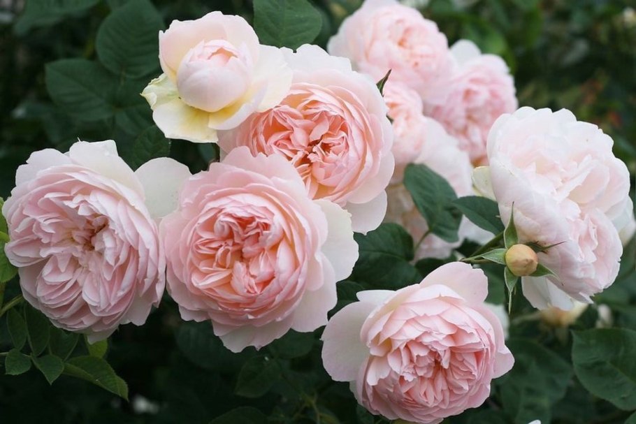 Роза континьюд френдшип