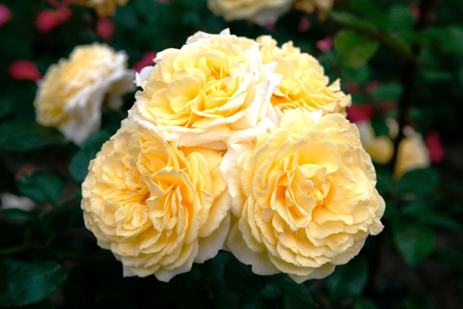 Френдшип роза чайно гибридная