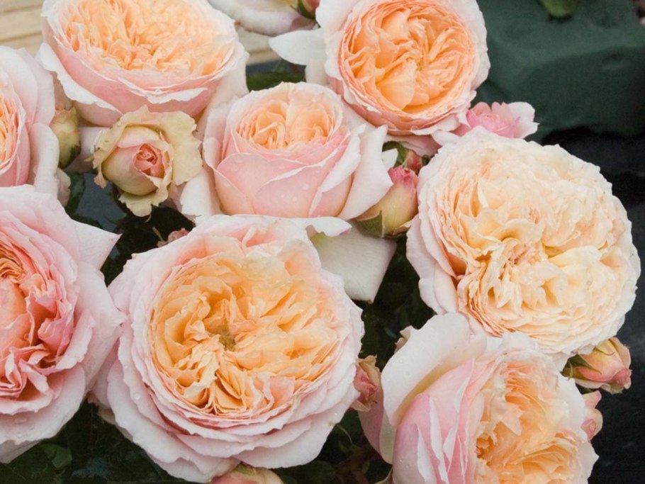 Чайная роза френдшип