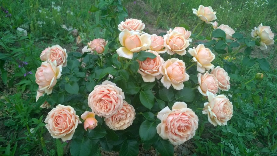 Йорс Континент френдшип