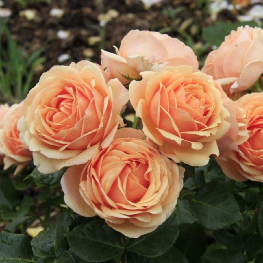 Роза Йорс ин Континент