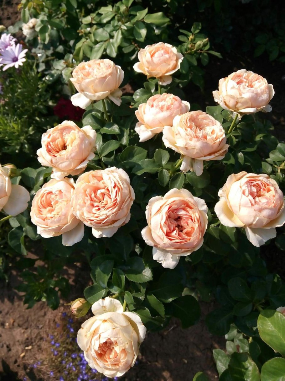 Роза Йорс ин Континент