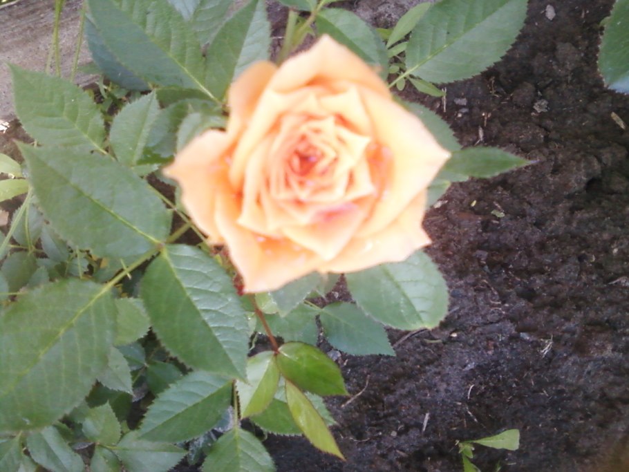 Роза Олбрайтон Рамблер Дэвид Остин