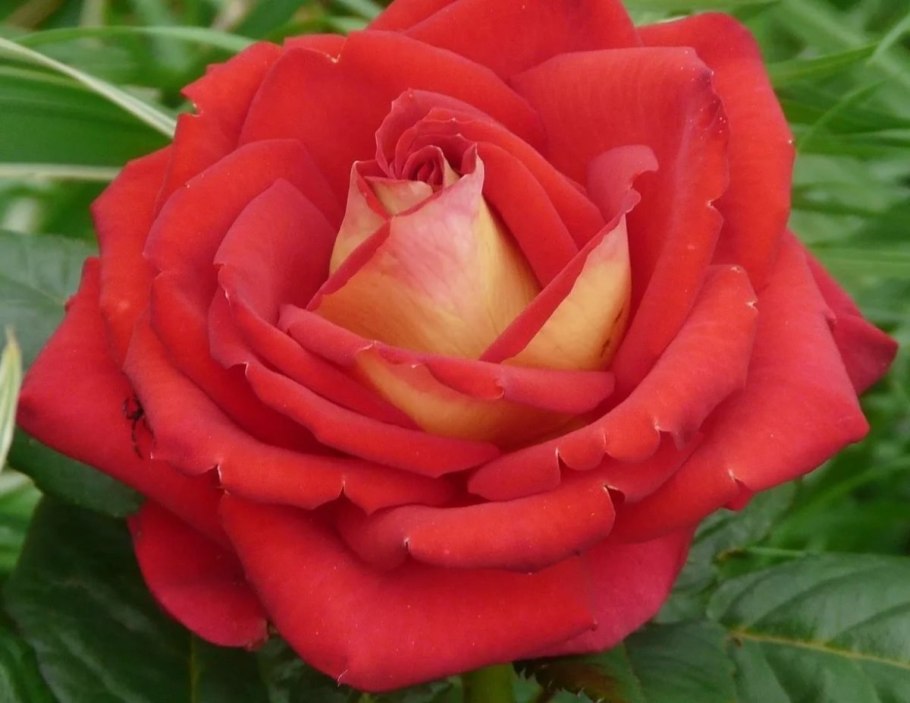 Грейс роза Остина