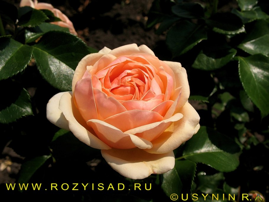 Роза ла Перла