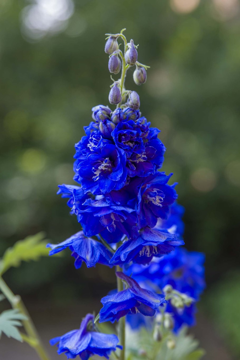 Дельфиниум многолетник