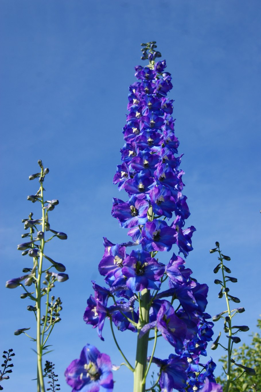 Дельфиниум Аякса