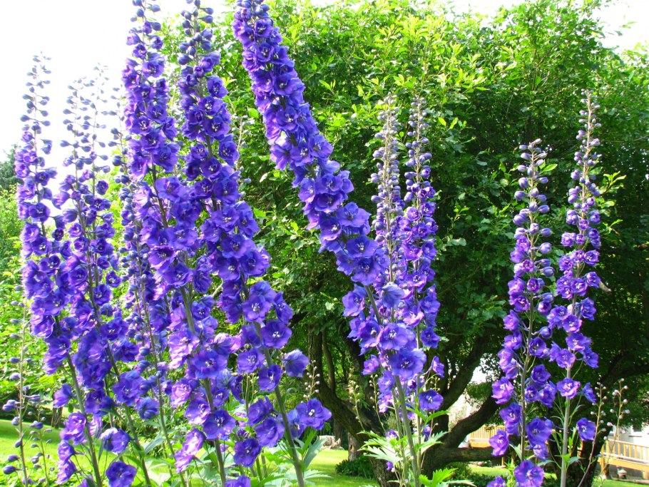 Шпорник дельфиниум