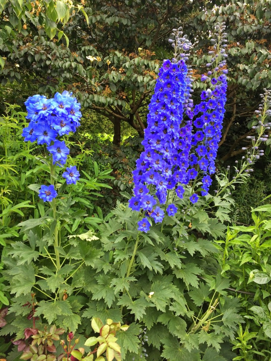 Живокость сетчатоплодная