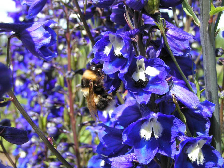 Дельфиниум консолида