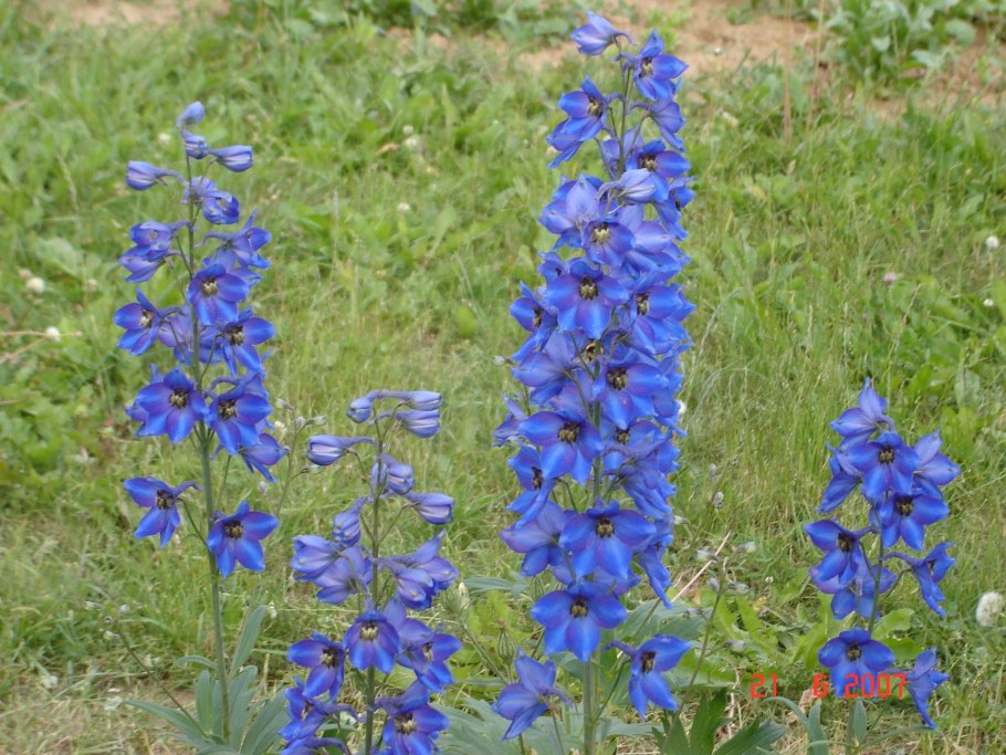 Шпорник дельфиниум