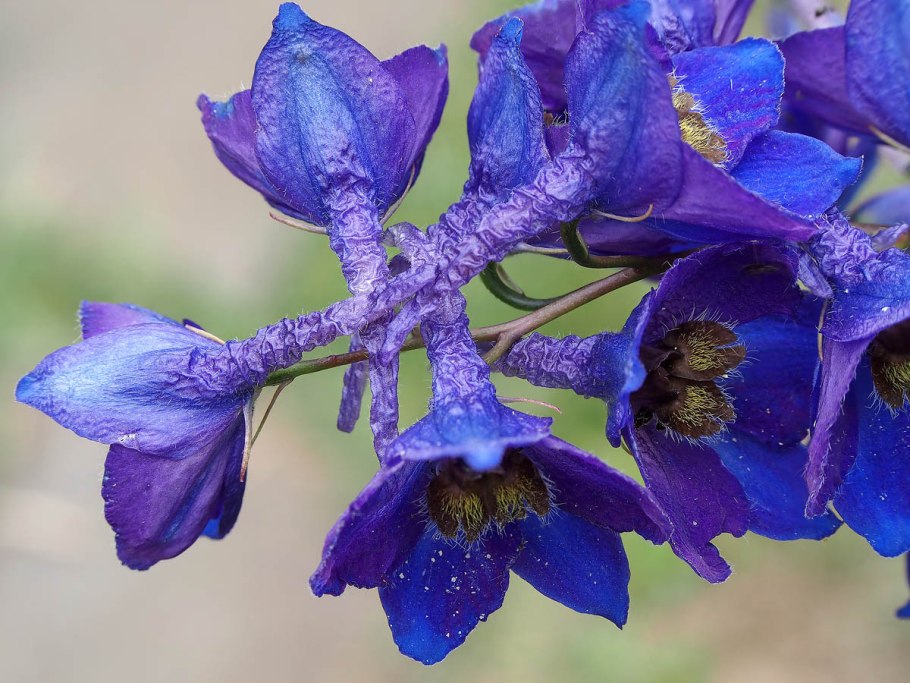 - Живокость высокая – Delphínium elátum