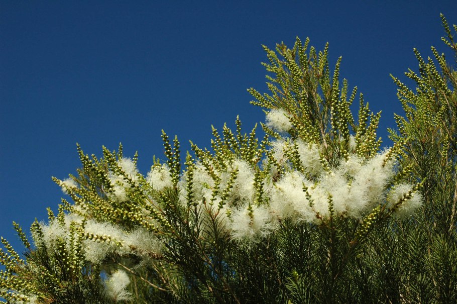 Melaleuca чайное дерево