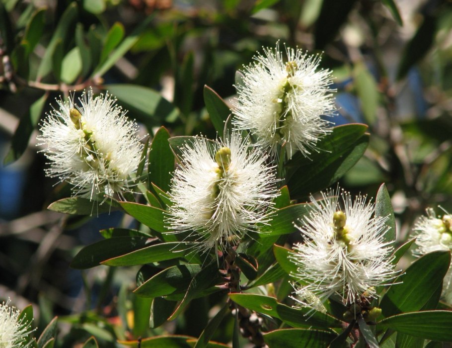 Найоли (Melaleuca viridiflora)
